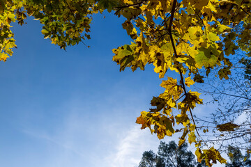 beautiful and bright orange maple foliage in autumn