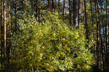 Autumn park with trees during leaf fall