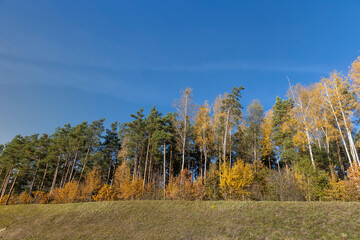 yellowed foliage on birch trees in the autumn season