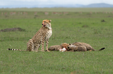 CHEETAH FEEDING ITS FOUR CUBS