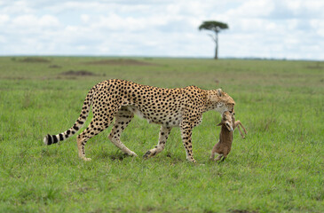 FEMALE CHEETAH CARRYING HER PREY FOR HER CUBS TO EAT