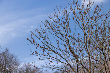 Tall deciduous trees in early spring without foliage