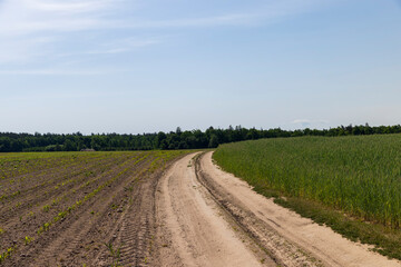sandy road in the field in the summer
