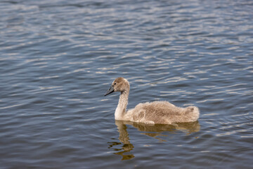grey chicks of the white sibilant swan with grey down
