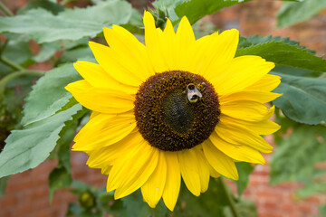 buff tailed bumble bee collecting pollen from a bright yellow sunflower