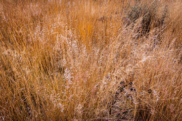 Fototapeta premium pastizal