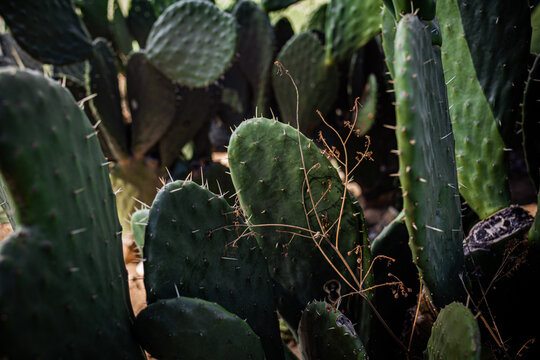 cactus y nopales