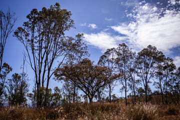 Fototapeta premium conjunto de árboles