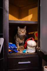 gato en anaquel