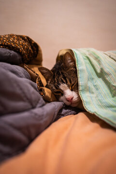 gato dormido entre cobijas