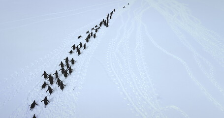Big colony Gentoo penguins run snow aerial view. Explore wildlife in Antarctica. Beauty of wild animals life and untouched nature on South Pole. Aerial drone flight above Antarctic birds migration © mozgova