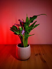 Blooming houseplant calla in the light of a colored lamp