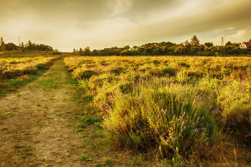 Fototapeta na wymiar Lavender field at Tihany peninsula, Hungary