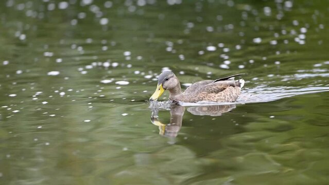 Canard colvert en mouvement doux dans le courant de la rivi&egrave;re naturelle, ralenti
