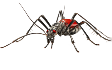 Stone Encounter with the Assassin Bug isolated on transparent Background