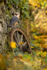 Barn owl (Tyto alba) sitting on an wheel of a horse-drawn near the jewish cemetery in forest. Portrait of a owl in the nature habitat. Animal in the old cemetery. Halloween autumn scene.