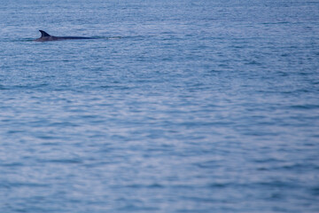 Fototapeta premium Bryde's Whale (Balaenoptera brydei)