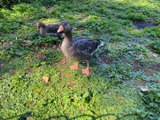 Couple of geese on lawn.  