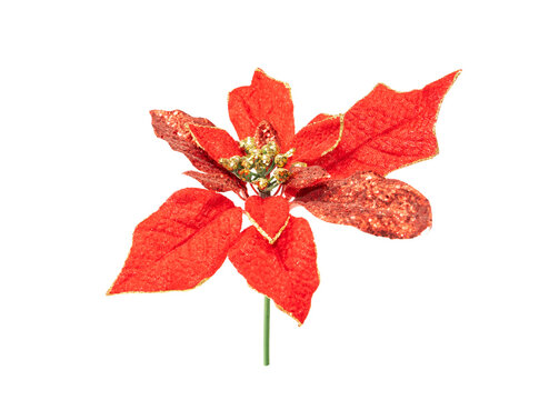 The artificial red Christmas flower isolated on white background