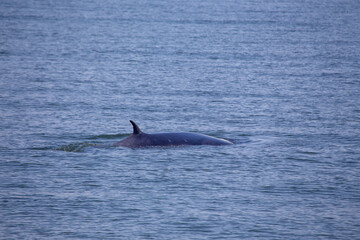 Fototapeta premium Bryde's Whale (Balaenoptera brydei)