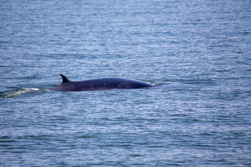 Obraz premium Bryde's Whale (Balaenoptera brydei)