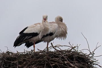 Zwei Weißstörche in ihrem Nest.