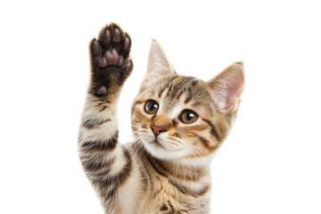 Cute bengal kitten raising paw up isolated on transparent background.