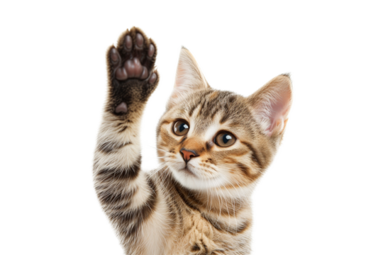 Cute bengal kitten raising paw up isolated on transparent background.