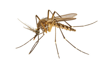 mosquito isolated on transparent background.  macro. extreme close up