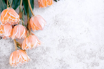 tulips in peach fuzz color. Fresh tulip flowers on gray concrete background. Top view with space...