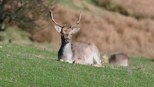 Fallow Deer (Dama dama) stag (male) chewing the cud as another grazes behind. February, Kent, UK.	