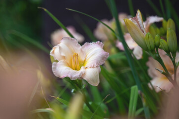 Fototapeta premium Beautiful soft pink daylily flower of the Gelato variety and Elegant Candy close-up. Blooming spring flowers in the garden. Varieties of daylilies