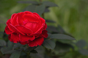 roses in the garden. Beautiful red peony rose in bloom in natural light, Floribunda rose, selective focus