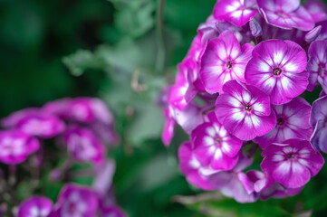 Close-up of purple phlox with white center. phlox paniculata Hereford