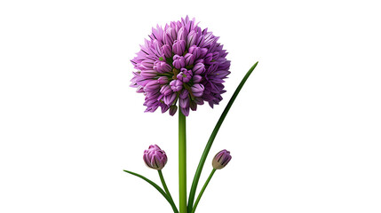 Chives flower on a transparent background. Flower png