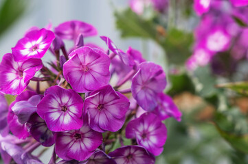 Close-up of purple phlox with white center. phlox paniculata Hereford