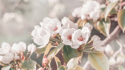 pear flowers. blooming tree in the garden. white delicate flowers and green and young leaves. Branches of flowering pears on a green background. close-up. pear - obrazy, fototapety, plakaty