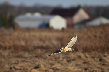 Short-eared owl in flight with wings spread hunts over rural agriculture fields for  mice and voles