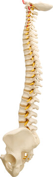 Backbones - Ready to use PNG Cutout Premium Isolated Image
