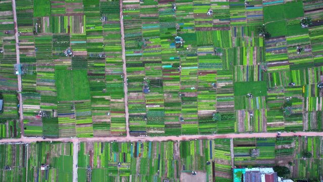 Aerial view of vibrant agricultural patchwork fields near Da Nang, Vietnam, showcasing rural farming landscape and patterns on February 10th, 2024