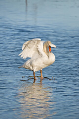 Cigno bianco spiega le ali