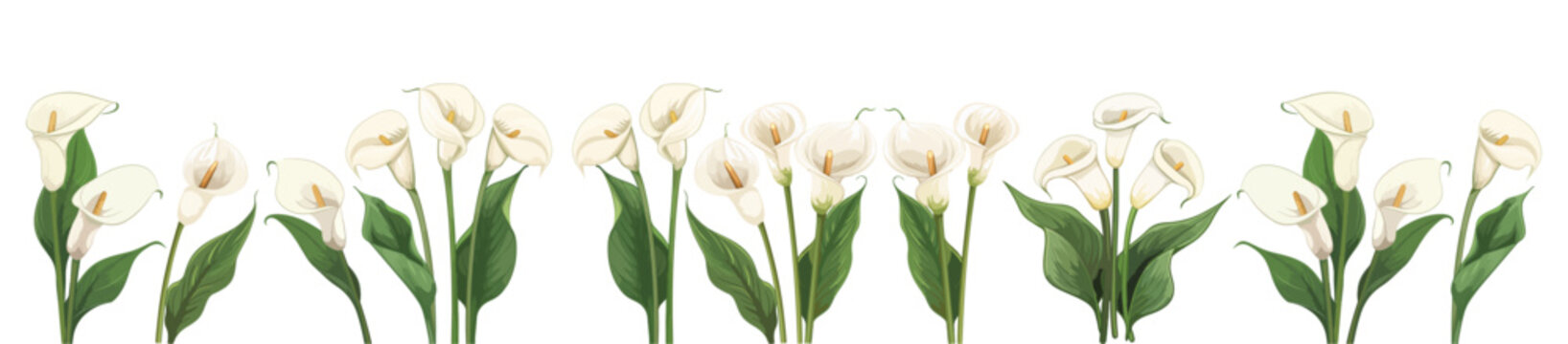 set of cala lily illustration vector. isolated on transparent background.