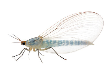Lacewing at stone isolated on transparent Background
