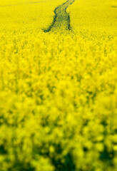 Obraz premium Rapeseed landscape