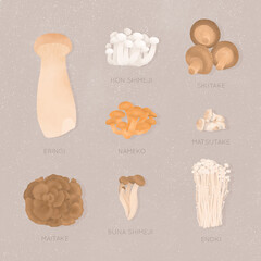 a collection of beautiful elegant natural nutritious wild Japanese mushrooms illustrations organic wholefoods vegan vegetarian farmers market lifestyle cookbook