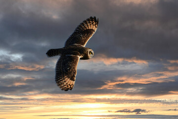Short-eared owl in flight with wings spread hunts over rural agriculture fields for  mice and voles