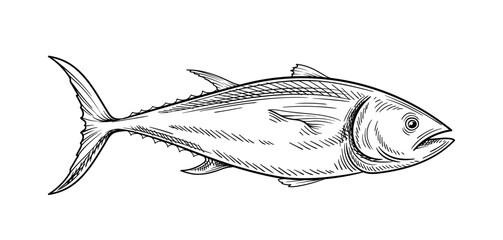 Tuna seafood linear. Hand drawn sketch of fish. Healthy eating with fats and proteins. Menu for cafe or restaurant. Outline flat vector illustration isolated on white background - obrazy, fototapety, plakaty
