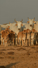 Brahman Calves