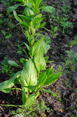 Organic Spinach Grows in the Garden. Young spinach leaves.