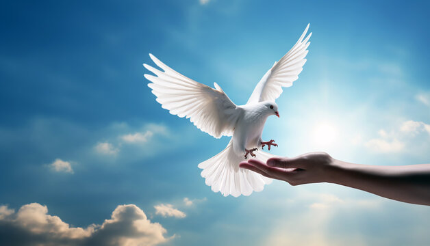 The hand releases the white dove. White pigeon as a symbol of peace